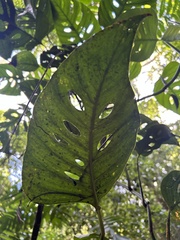 Monstera adansonii image