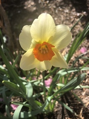 Narcissus