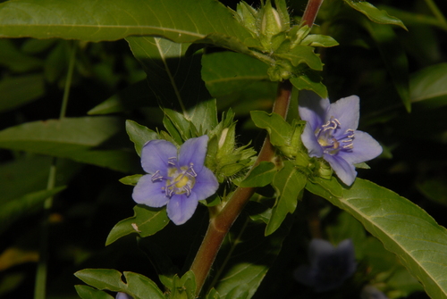Image of Hydrolea quadrivalvis by (c) Brian Finzel, some rights reserved (CC BY-SA)