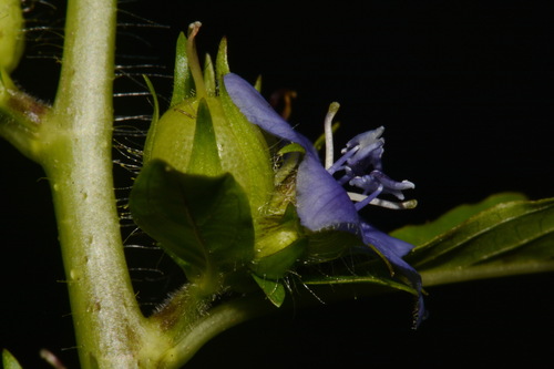 Image of Hydrolea quadrivalvis by (c) Brian Finzel, some rights reserved (CC BY-SA)