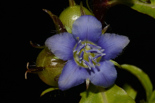 Image of Hydrolea quadrivalvis by (c) Brian Finzel, some rights reserved (CC BY-SA)