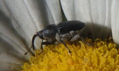 Odontocorynus