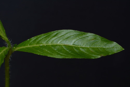 Image of Hydrolea quadrivalvis by (c) Brian Finzel, some rights reserved (CC BY-SA)
