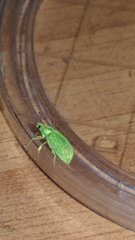 Polydrusus formosus