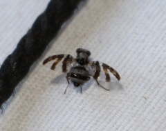 Dyscrasis hendeli