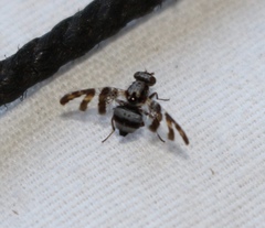 Dyscrasis hendeli