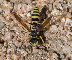 Pterocheilus
