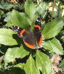 Vanessa atalanta