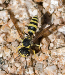 Pterocheilus