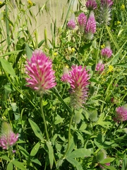 Trifolium purpureum