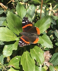 Vanessa atalanta