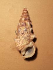 Pseudovertagus aluco