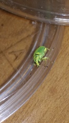 Polydrusus formosus