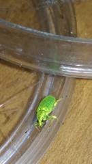Polydrusus formosus