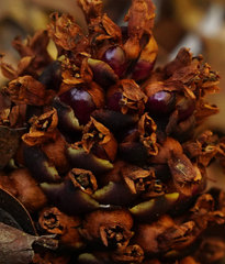 Kopsiopsis strobilacea