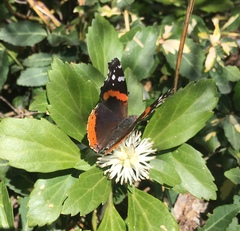 Vanessa atalanta