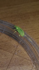 Polydrusus formosus