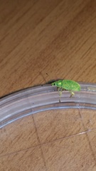 Polydrusus formosus
