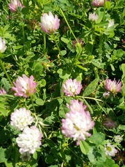 Trifolium glanduliferum