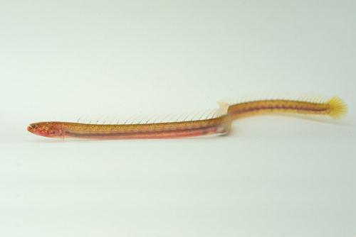 Pink Wormfish (Microdesmus longipinnis) — Microdesmidae