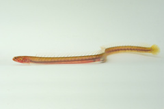 Pink Wormfish photo 1
