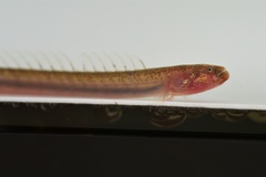 Pink Wormfish photo 3