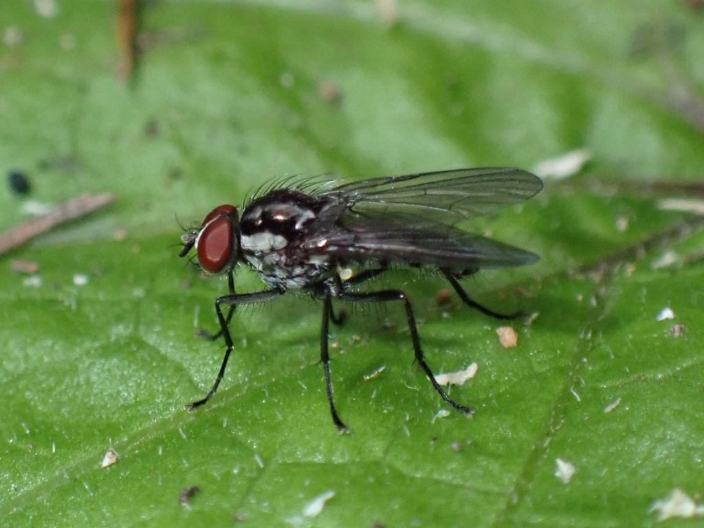 Hylemya latevittata