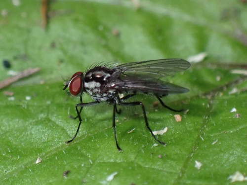 Hylemya latevittata