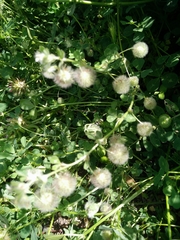 Trifolium pilulare