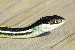 Thamnophis proximus proximus