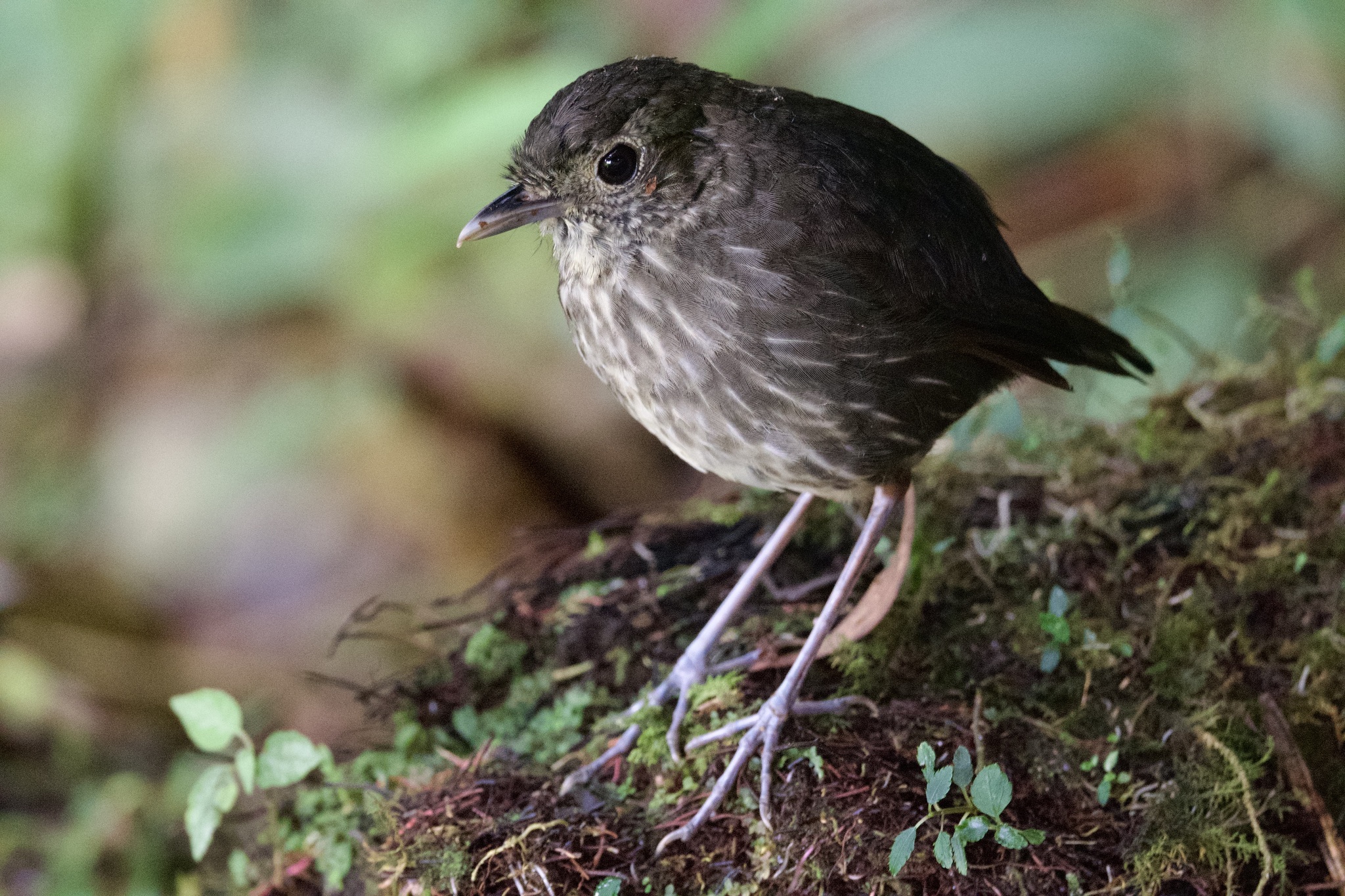 Cundinamarca Antpitta (Grallaria kaestneri), photo 10