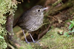 Cundinamarca Antpitta photo 4