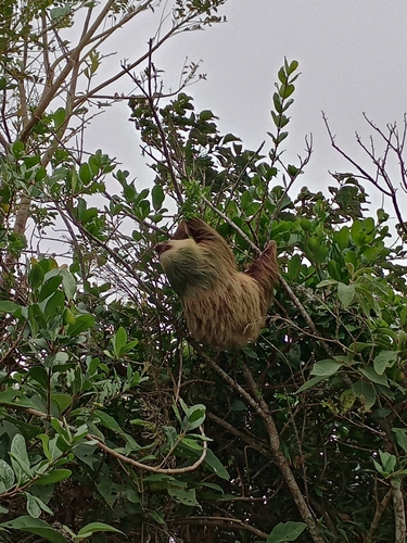 Hoffmann's two-toed sloth