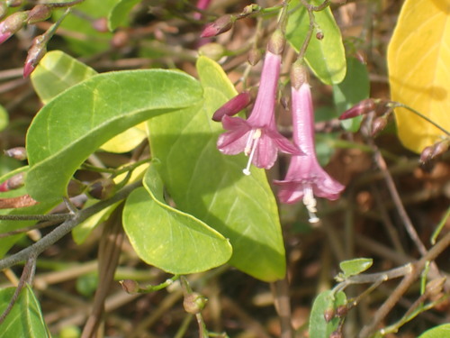 Image of Jacquemontia solanifolia by (c) Louis Imbeau, some rights reserved (CC BY)