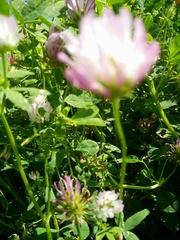 Trifolium glanduliferum