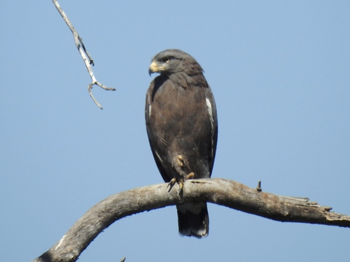 Western Banded Snake-Eagle