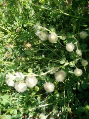 Trifolium pilulare