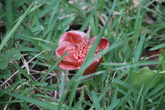 Scadoxus membranaceus