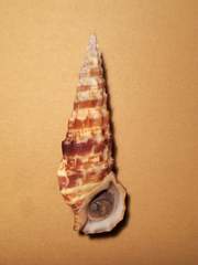 Cerithium alucastrum