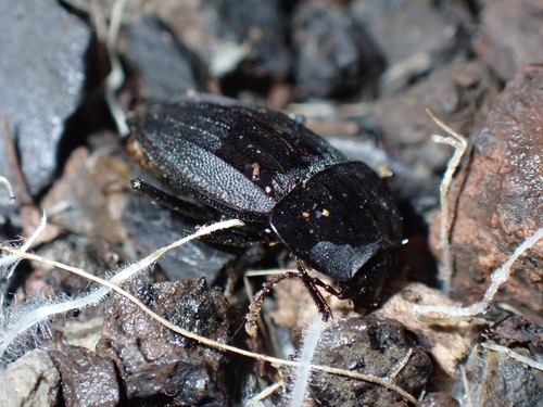 Heterotemna figurata