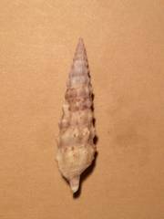 Cerithium protractum