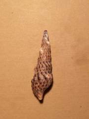Cerithium protractum