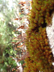 Macromitrium longipes