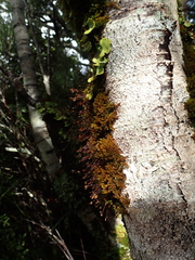 Macromitrium longipes