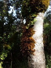 Macromitrium longipes