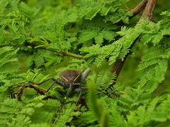 Pachylis argentinus