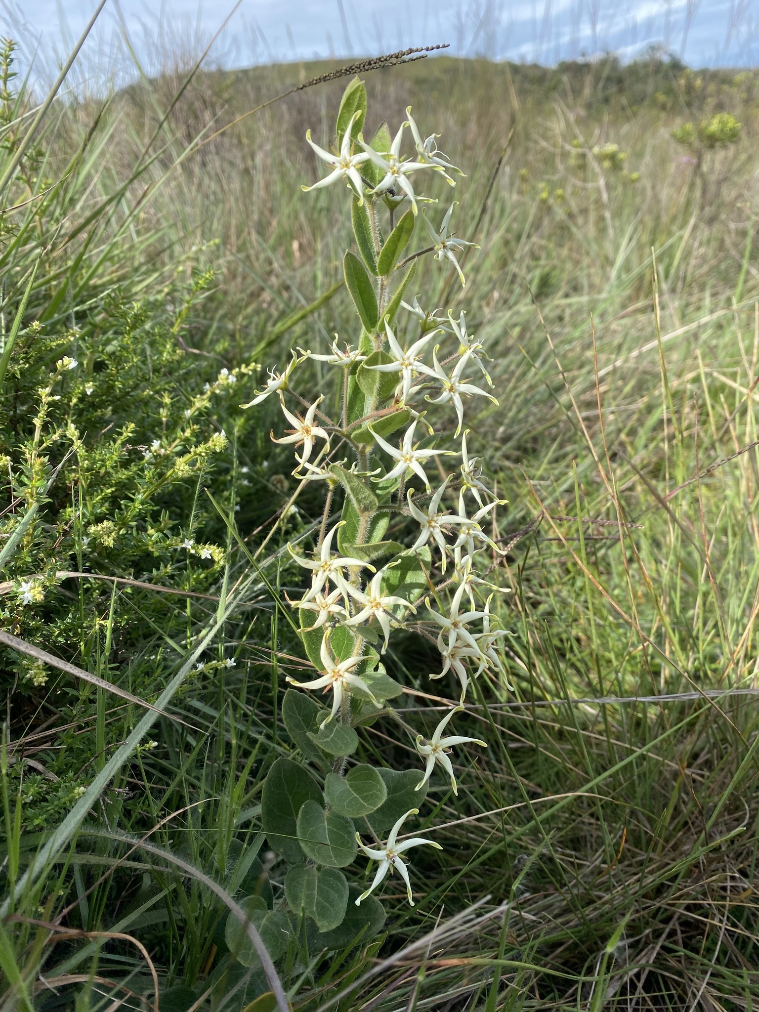 Oxypetalum erectum