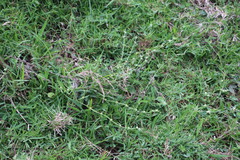 Spermacoce natalensis