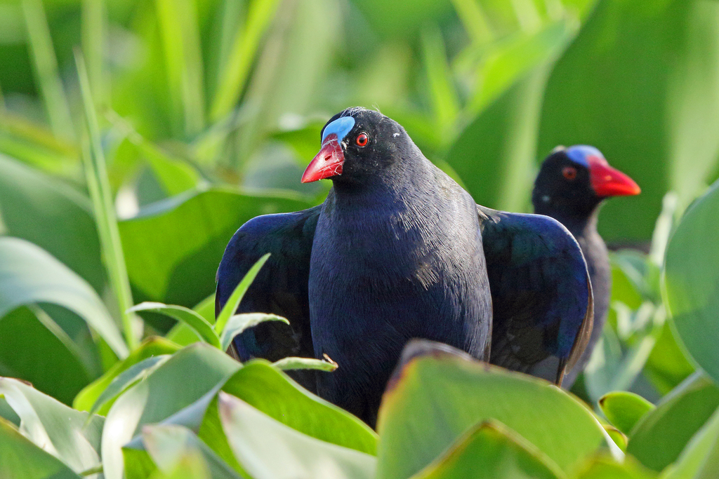 Allen's Gallinule (Porphyrio alleni) photo