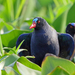 Allen's Gallinule - Photo (c) Nigel Voaden, some rights reserved (CC BY)